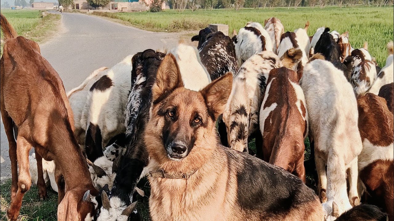 Peaceful Evening: Grazing Goats by the Roadside with My German Shepherd