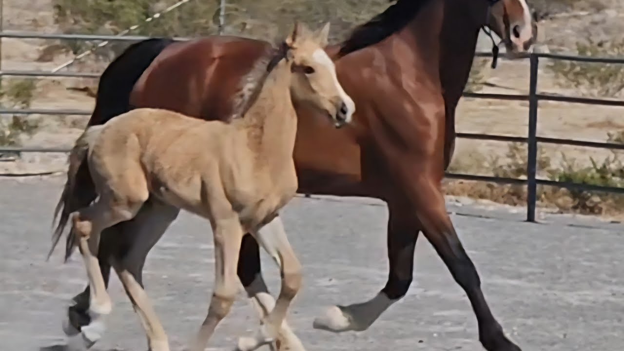 2025 Buckskin IALHA Filly by Feliz du Carel out of a Dutch warmblood Mare FOR SALE