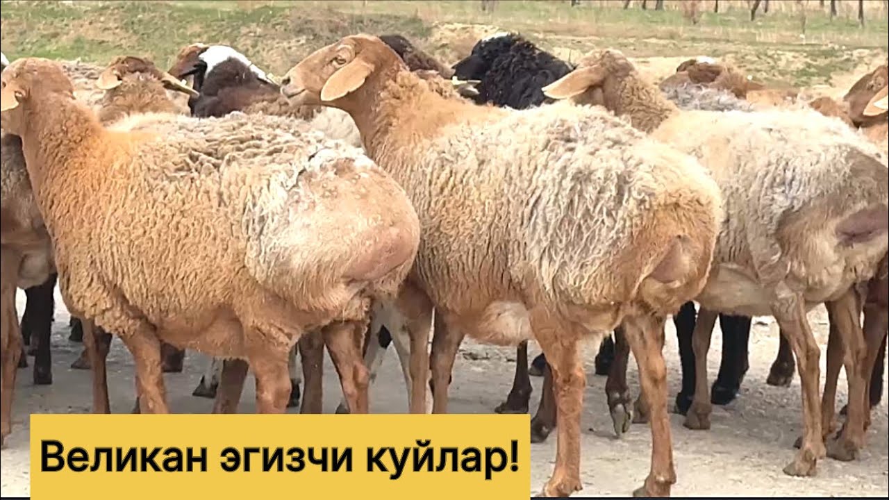Эгизчи хиссори куйлар! 955860040☎️ 883100698☎️ 970703036☎️