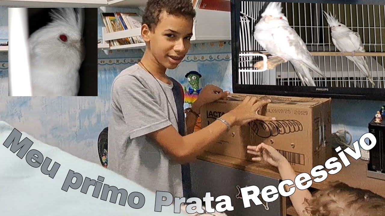 Minha primeira calopsita Prata Recessivo