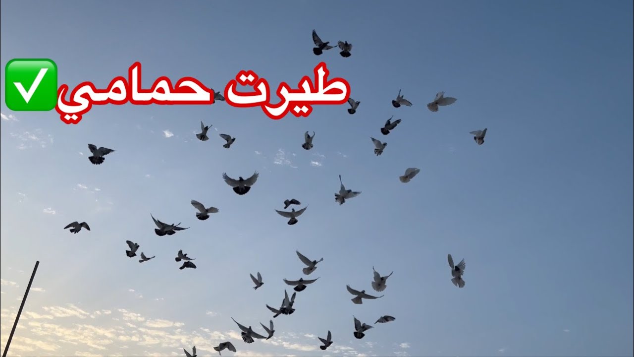 معلومات عن الحمام + طيرت حمامي