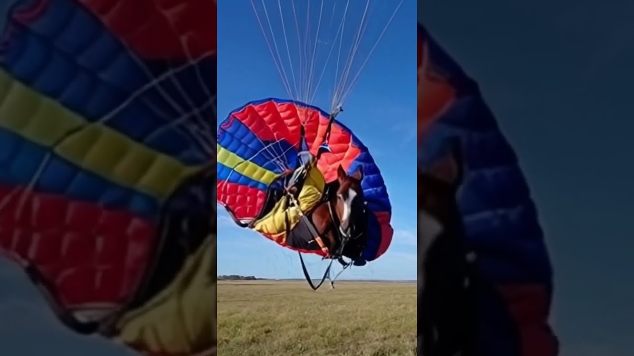 a horse in a parachute is resting #shorts #funny #animation #animals #tiktok