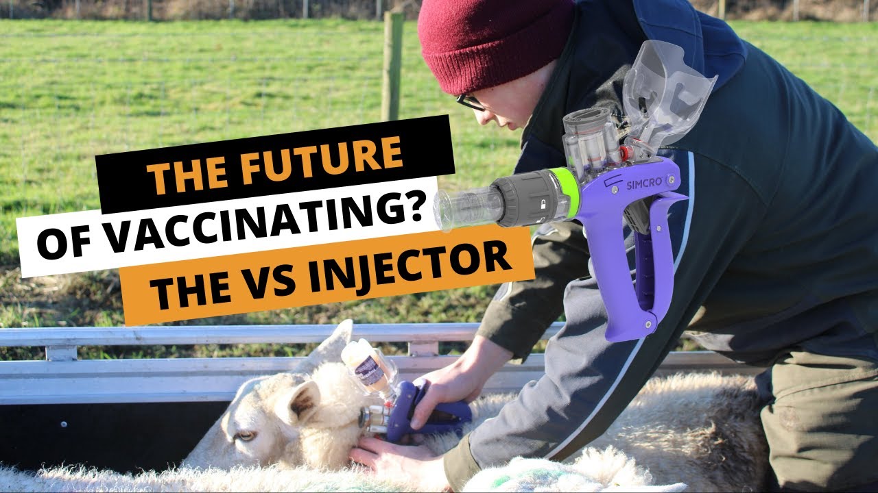THE FUTURE OF VACCINATING SHEEP