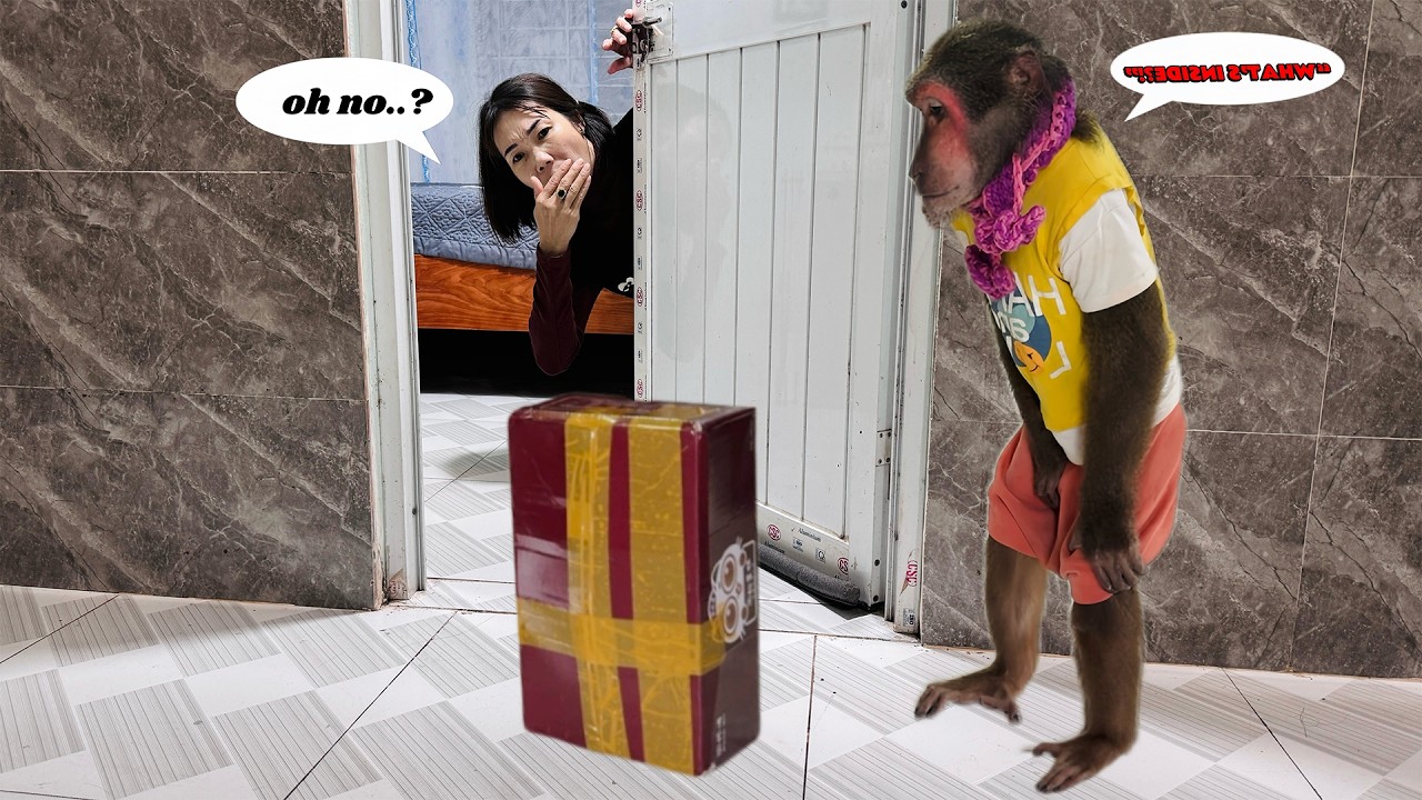 Abu and Mom Curiosity Grows After Finding a Strange Box in the House