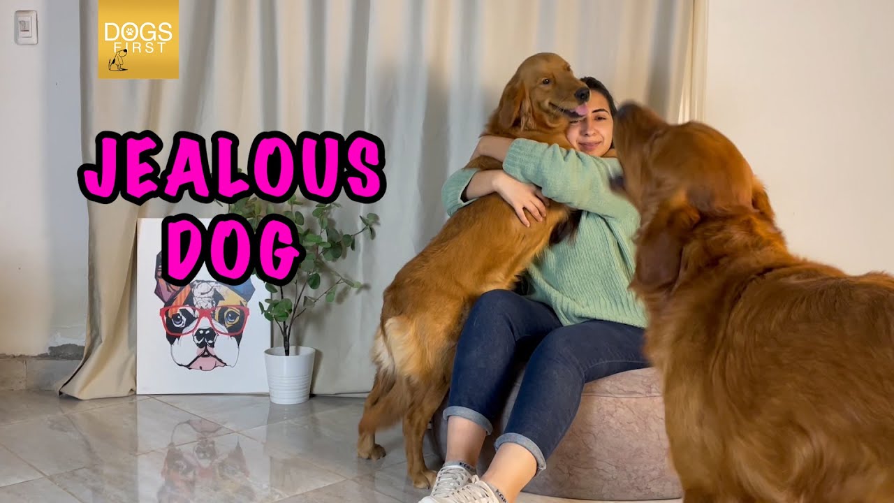 Jealous Dogs Want Attention Compilation | jealous dog reaction
