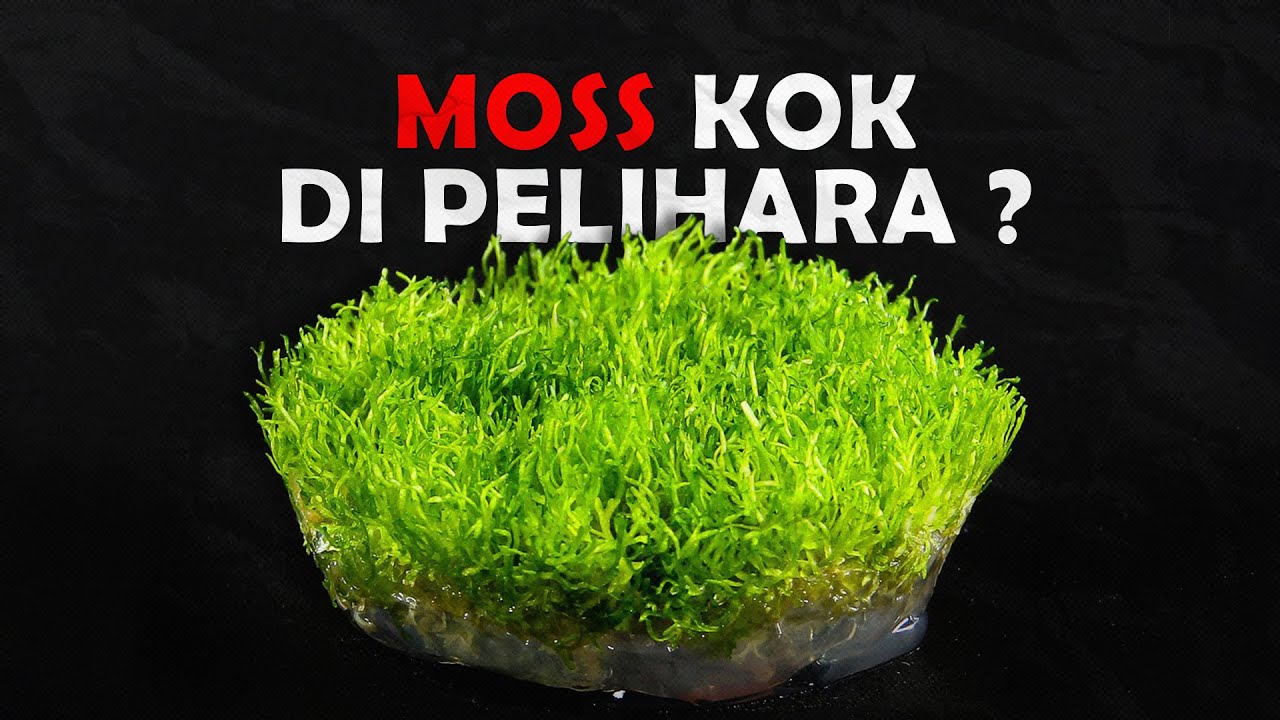MOSS KOK DIPELIHARA ?, JENIS MOSS YANG SERING DICARI UNTUK AQUASCAPE.