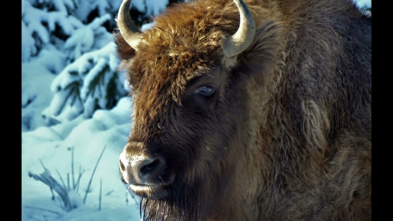 Wintertage 2023 in Jagdhaus bei Schmallenberg im Schäferhof