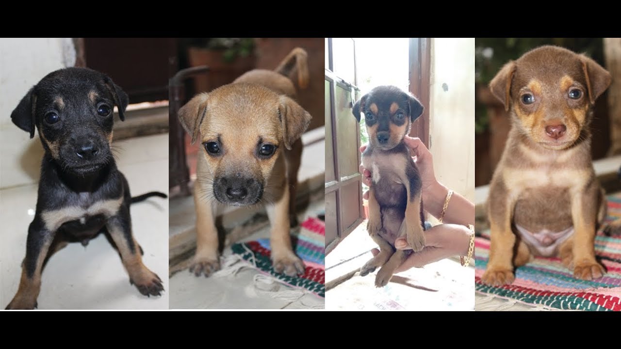 Growing stray puppies - Day 1 to 60 | Mumbai
