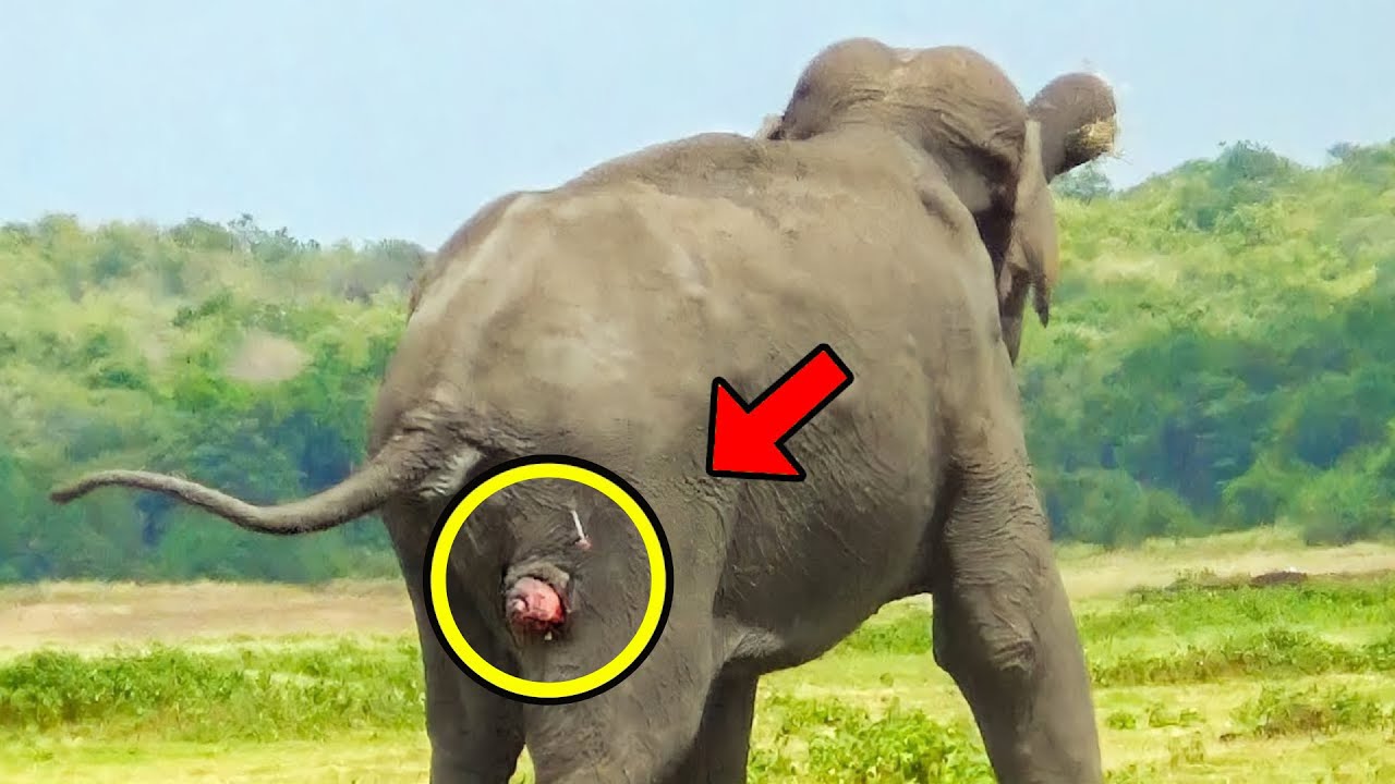 Раненый слон умоляет о помощи. То, что произошло дальше, доведет вас до слез