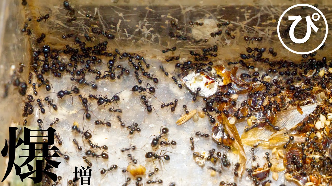 種食いアリがゴリゴリに殖えやがったので巣を大きくしました！