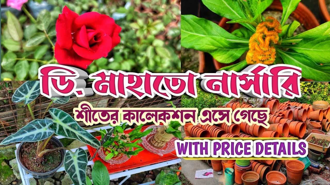 D. Mahato Nursery, Saltlake. শীতের কালেকশন চলে এসেছে। Nursery for plants, succulents,cactus,bonsai.