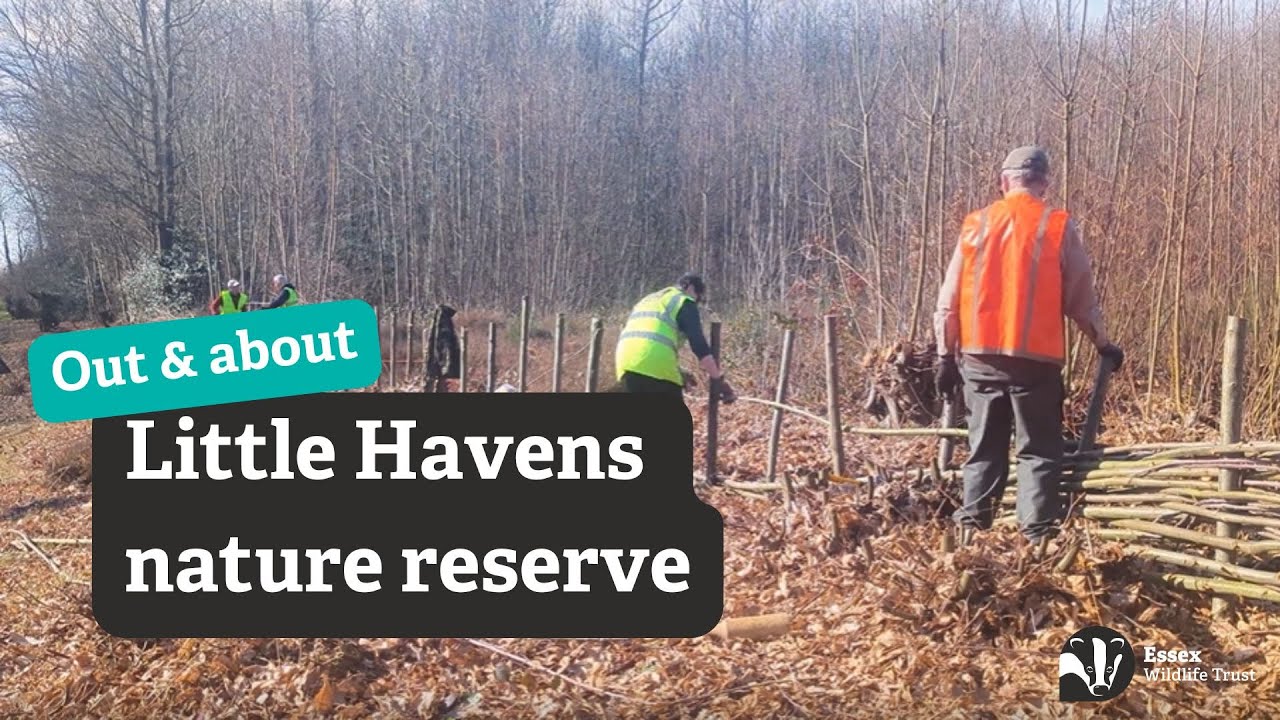 An update from Little Havens nature reserve│ Behind the scenes with Andrew and Tiff