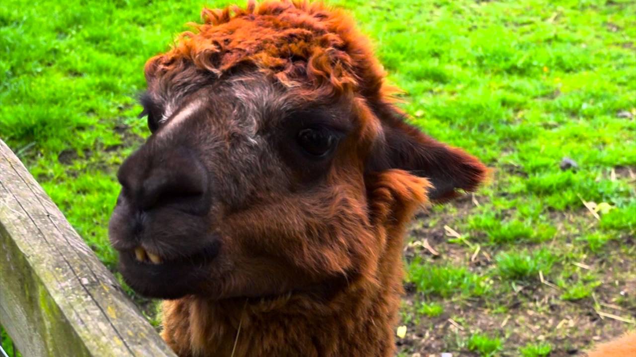 Mudchute Farm Video