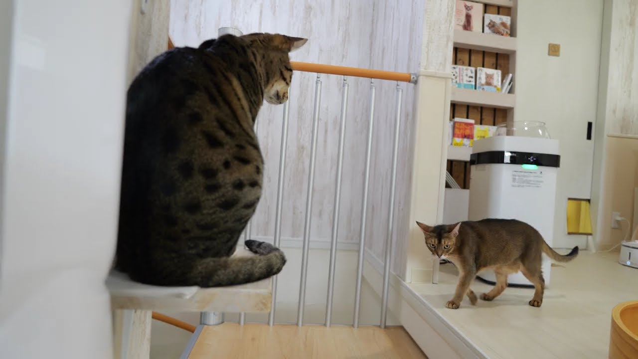 サバンナキャットのタルトとマロン