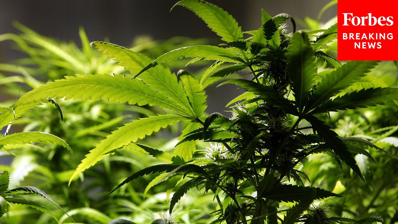 The Drug Enforcement Agency Holds A Hearing On Marijuana Scheduling