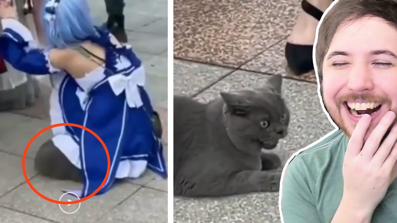 FUNNY ANIME MEME VIDEOS (When 2 cats meet)