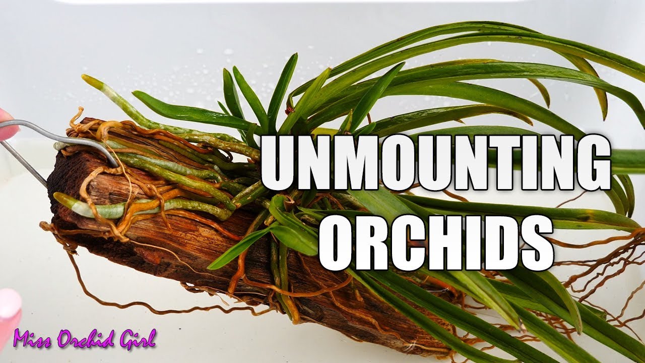 Unmounting & Repotting a Vanda Orchid - Detailed tutorial