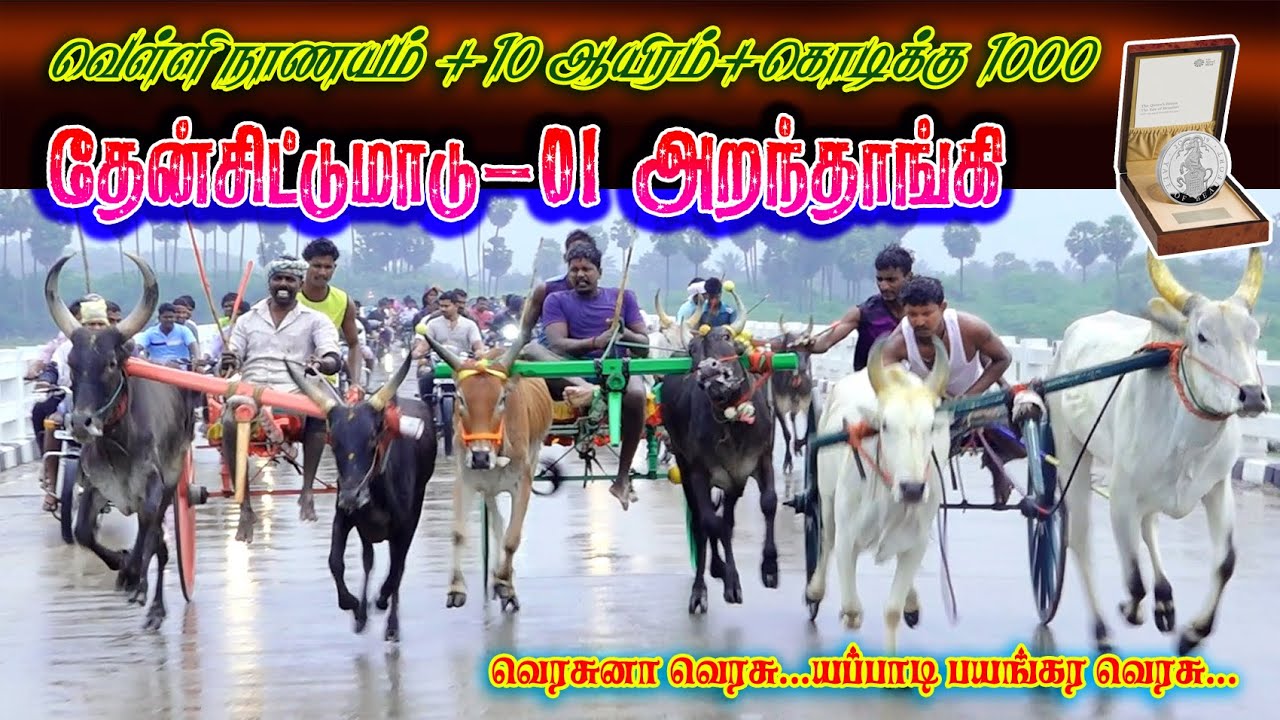 1சின்னமாடு அறந்தாங்கி (13.01.2026) வெள்ளிநாணயம் பந்தயம் 