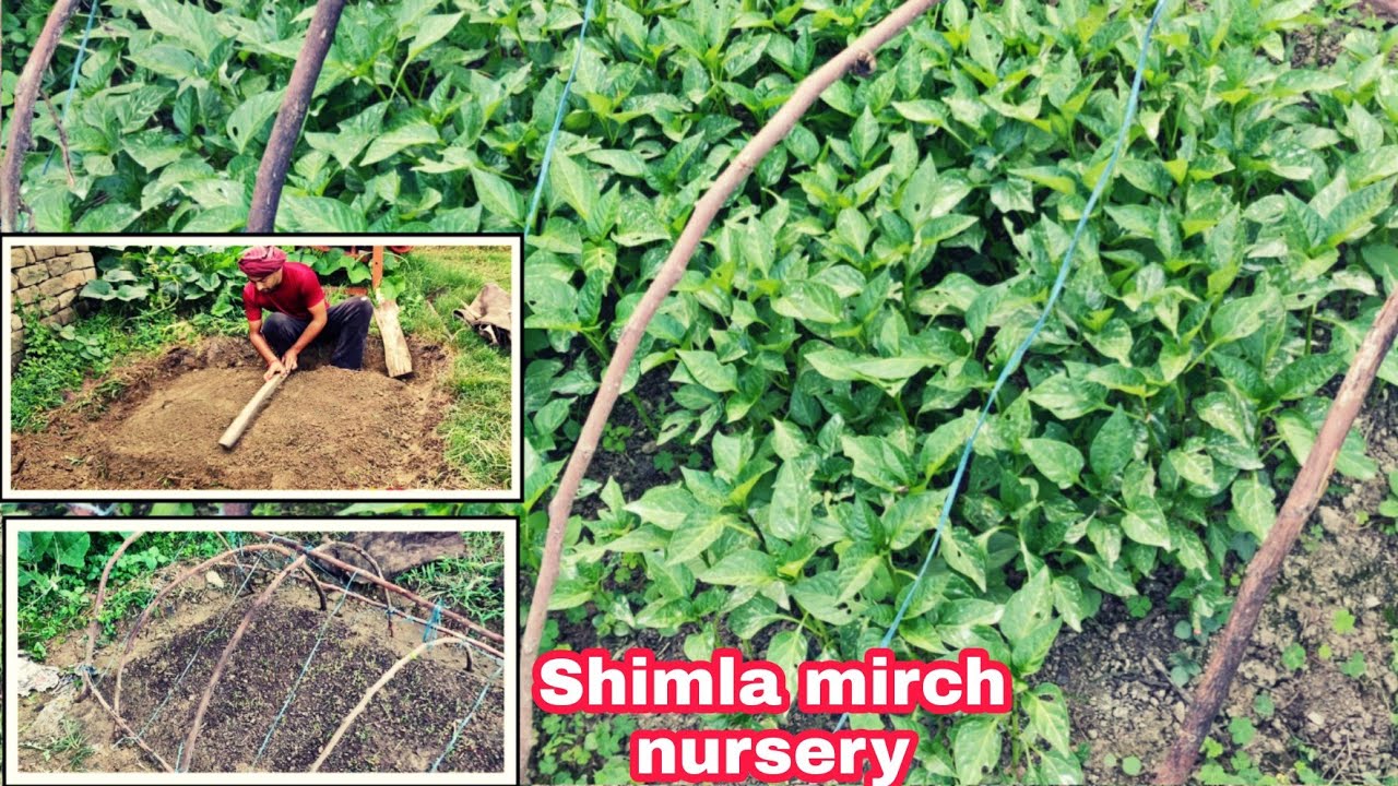 Shimla mirch ki nursery kaise de | शिमला मिर्च की नर्सरी | capcium Farming | PraveenThakur