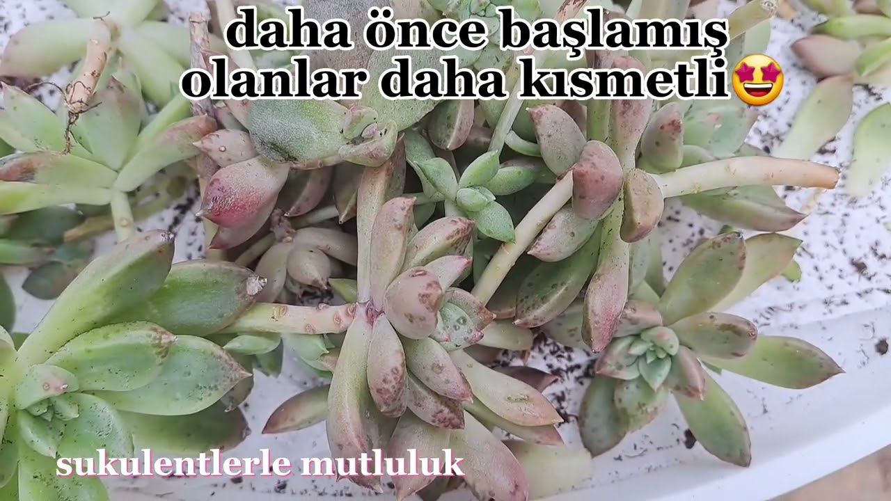Yeni sukulentlerim/echeveria arze/üretim için sukulent dikimi/yılbaşı çiçeğinin harika çiçekleri