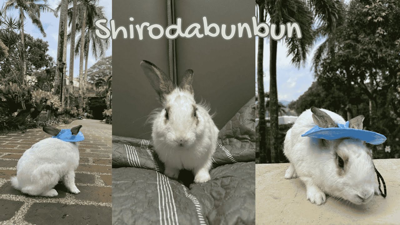 [non ASMR] A Day in the Life of Shiro the Bunbun on Vacation