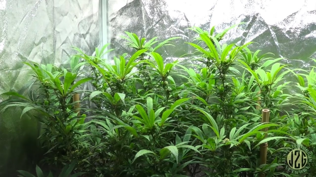 Beginner Tips #6 - Pruning During Flower To Increase Yield