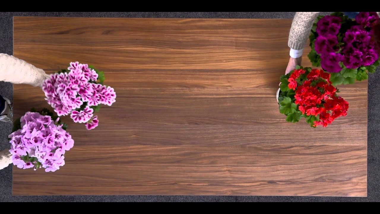 Edelgeranie ist Zimmerpflanze des Monats März 2015