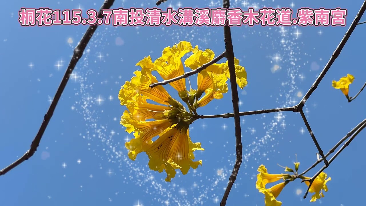 桐花旅行社115.3.7南投清水溝溪麝香木花道