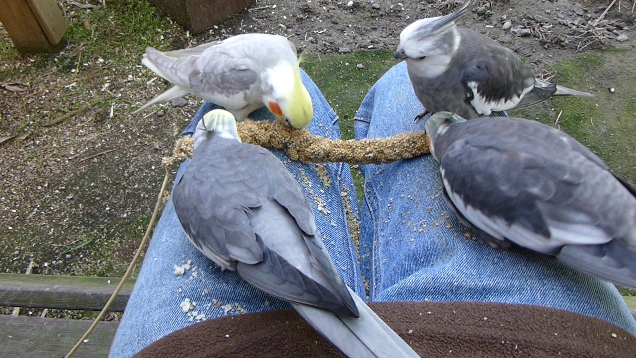 15 minutes of Aviary | Pheasantasiam Aviary Update Week 39 2018