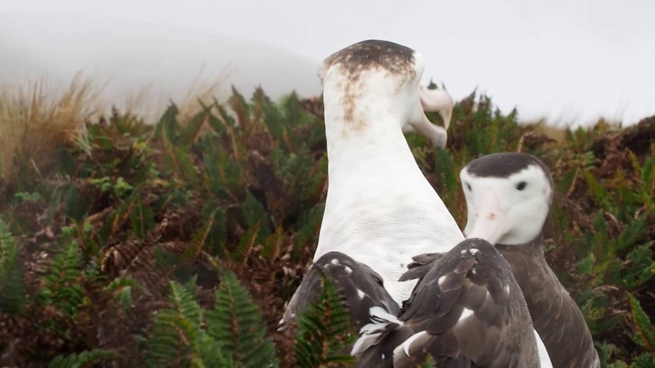Antipodean Albatross - Antipodes Island NZ