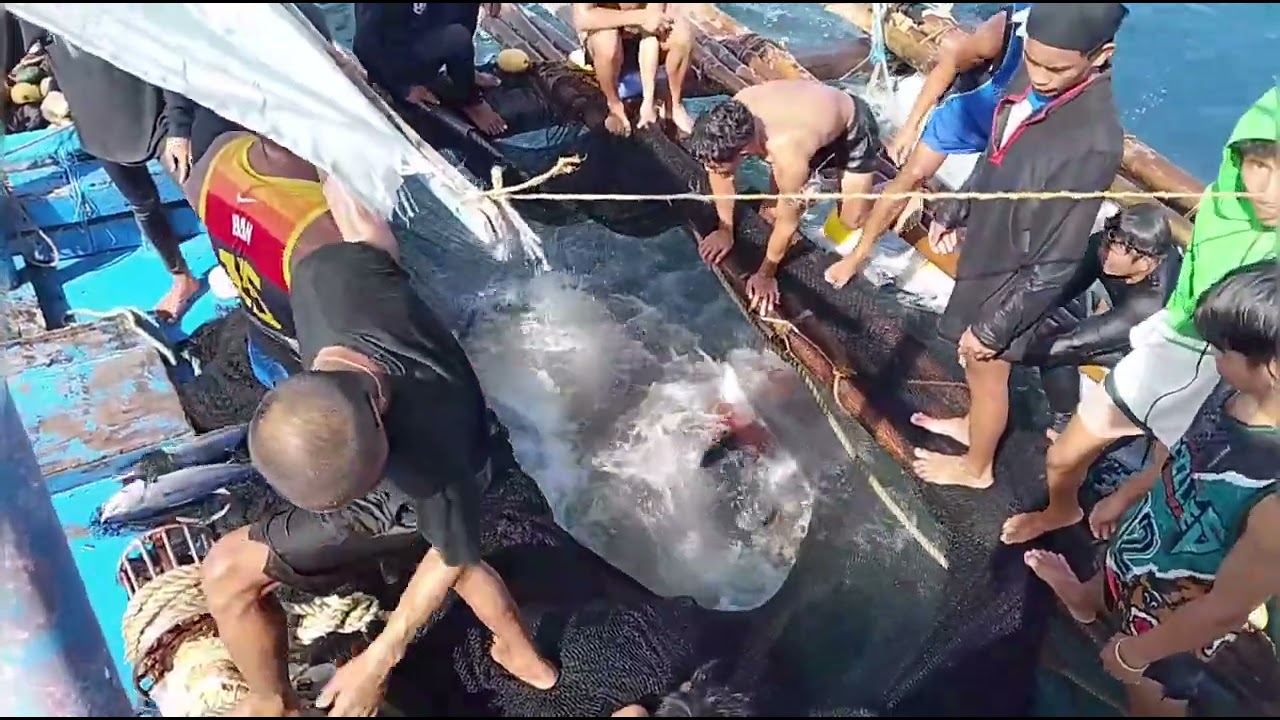 nka dali ulit kami ng limang banyera na skipjack