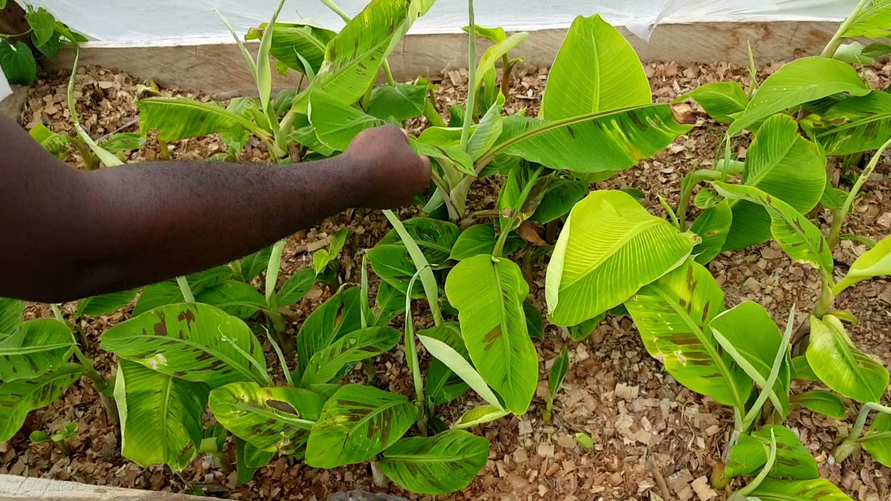 Best Plantain seedlings 30 days in the propagation.Its healthy and beautiful