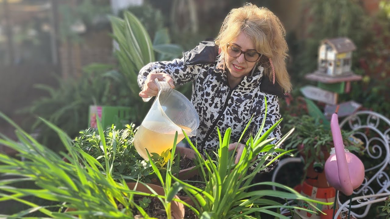 ¿Como abonar los bulbos para la vegetación? su desarrollo crecimiento y floración @floresferrera