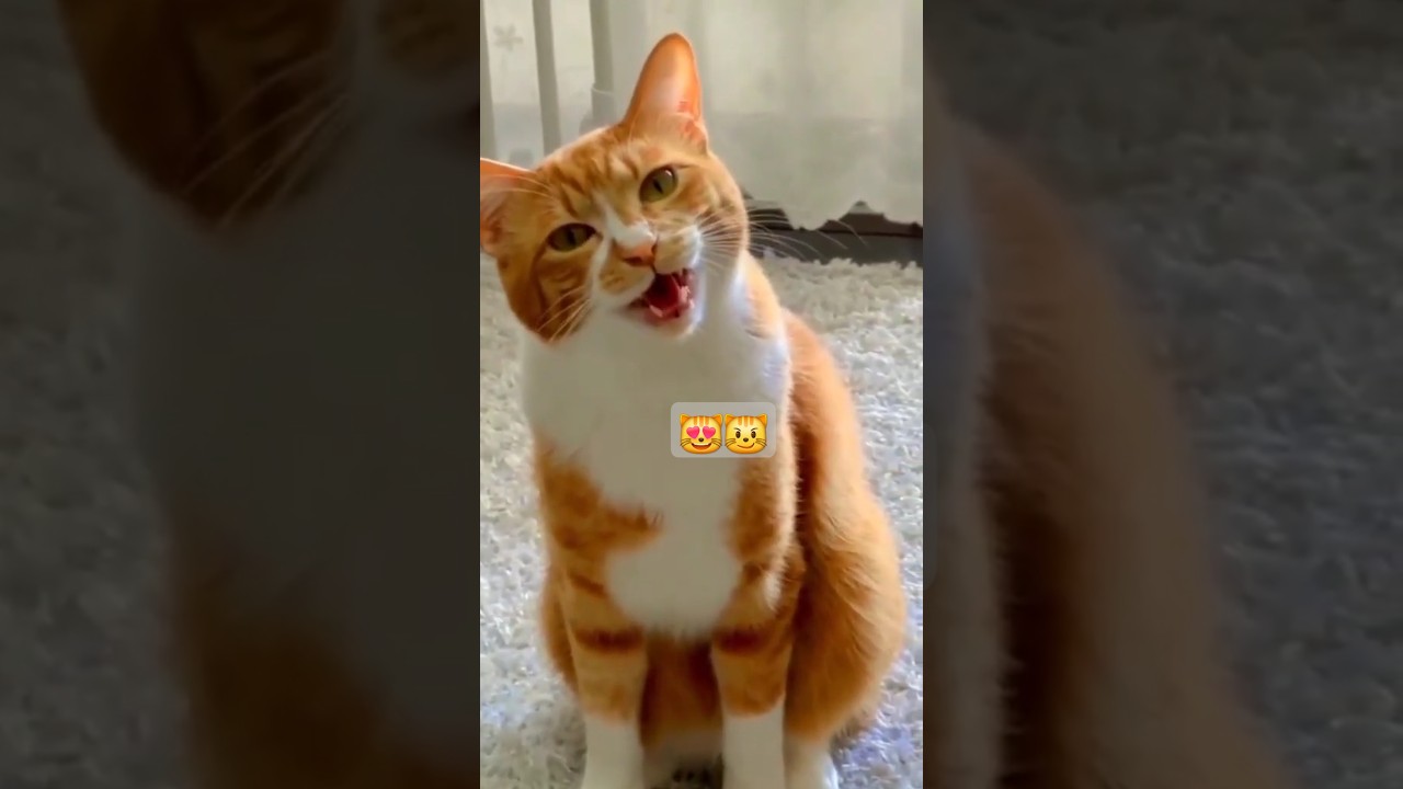 Chat qui miaule _ mignon partie 1 #chat #drole #funny