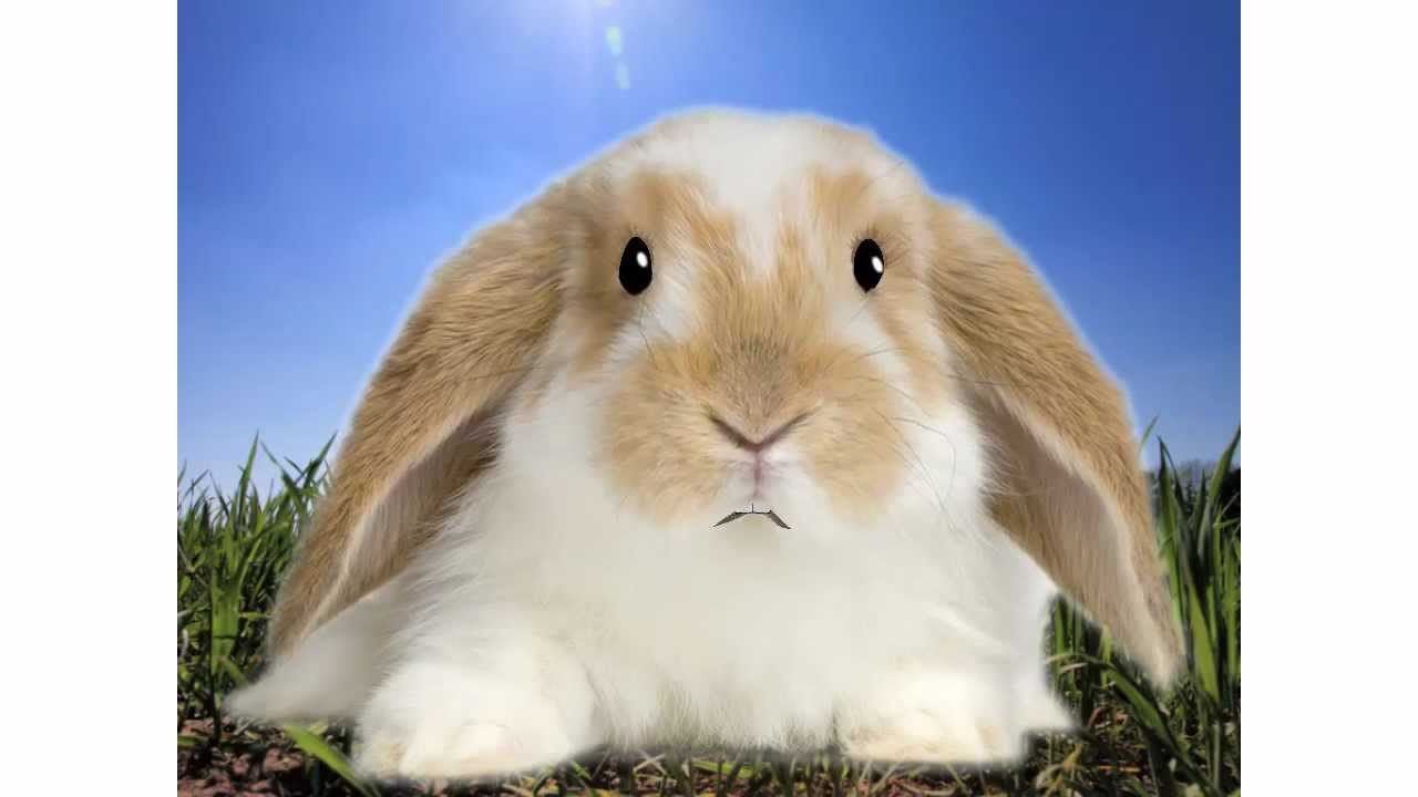 Raising Rabbits for Show