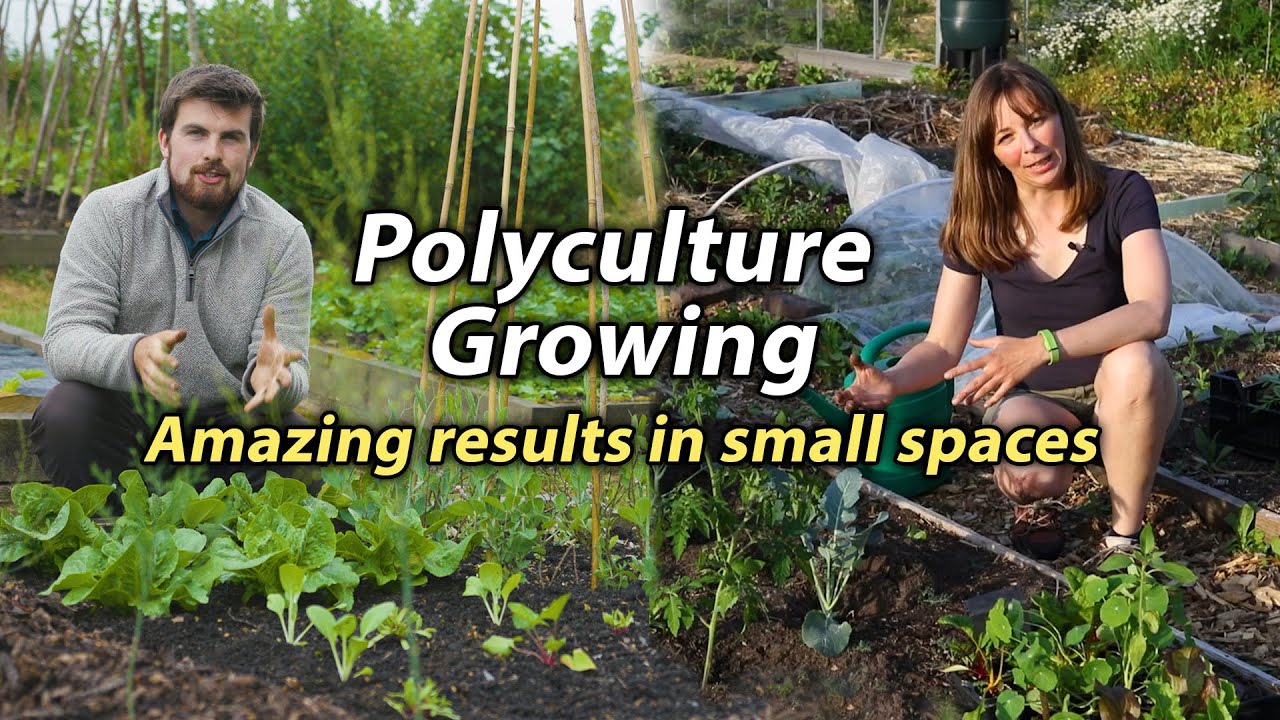 Polyculture Planting | Incredible Way to Increase Production in a Small Space Vegetable Garden