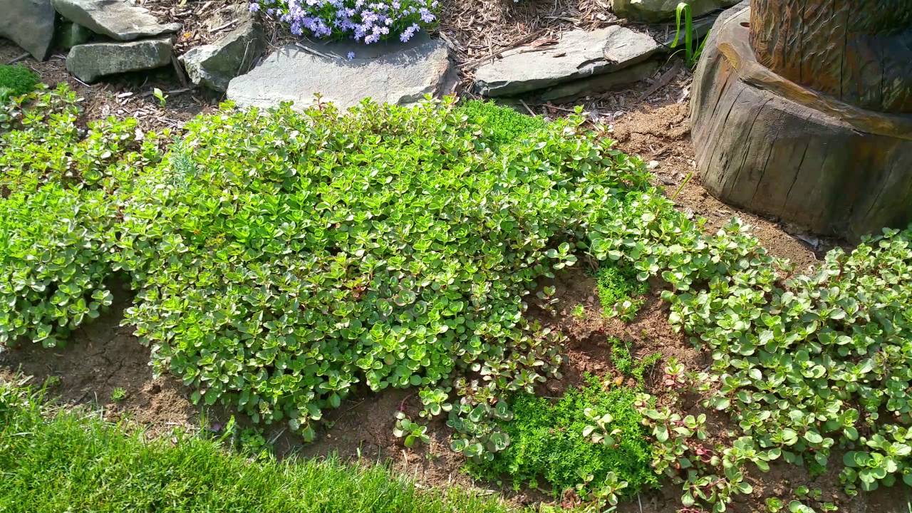 Sedum ground cover
