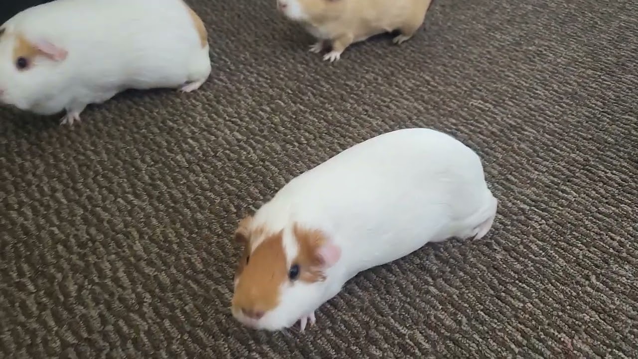 Girls day out