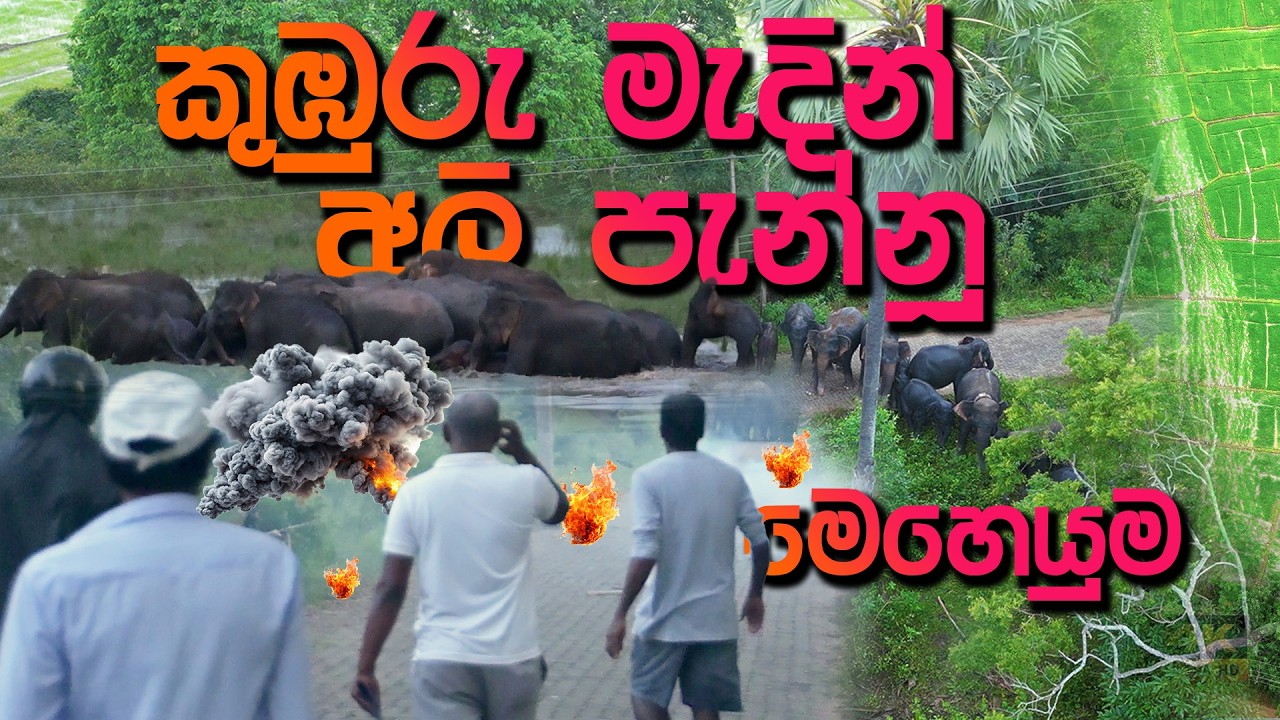 කුඹුරු මැදින් අලි පන්නපු හැටි. යායම ඉවරයි ගොවින් අනාතයි 😲🐘🍁🍀 chasing elephants to the forest
