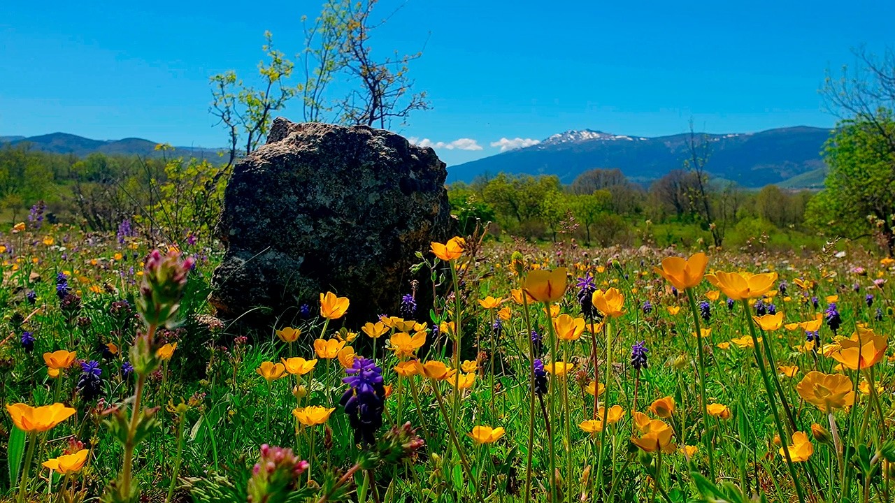 Healing Frequency Spring Therapy 🌷🌞 Begin Your Day with POSITIVE MORNING VIBRATIONS 🌳 Spring Sounds