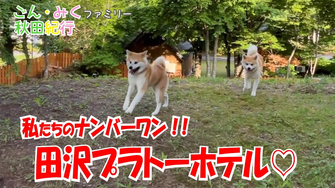 私たちのナンバーワン！！「田沢プラトーホテル♡」　ごん・みくファミリー秋田紀行♡　秋田犬【ごん・みく チャンネル】