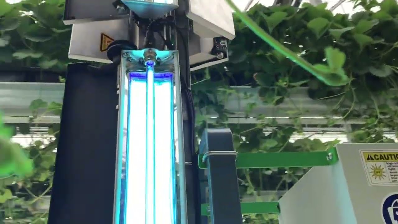 Micothon UVC strawberry treatment against Mildew at Van Alphen Soft Fruit Plants, The Netherlands