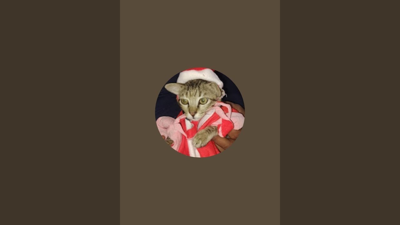 kalu 😻bhuri cat video  is live!