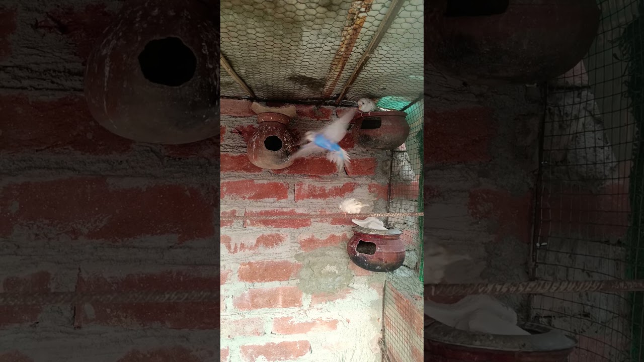 Budjigs parrot 🦜🦜#birds #parrot #pets #video