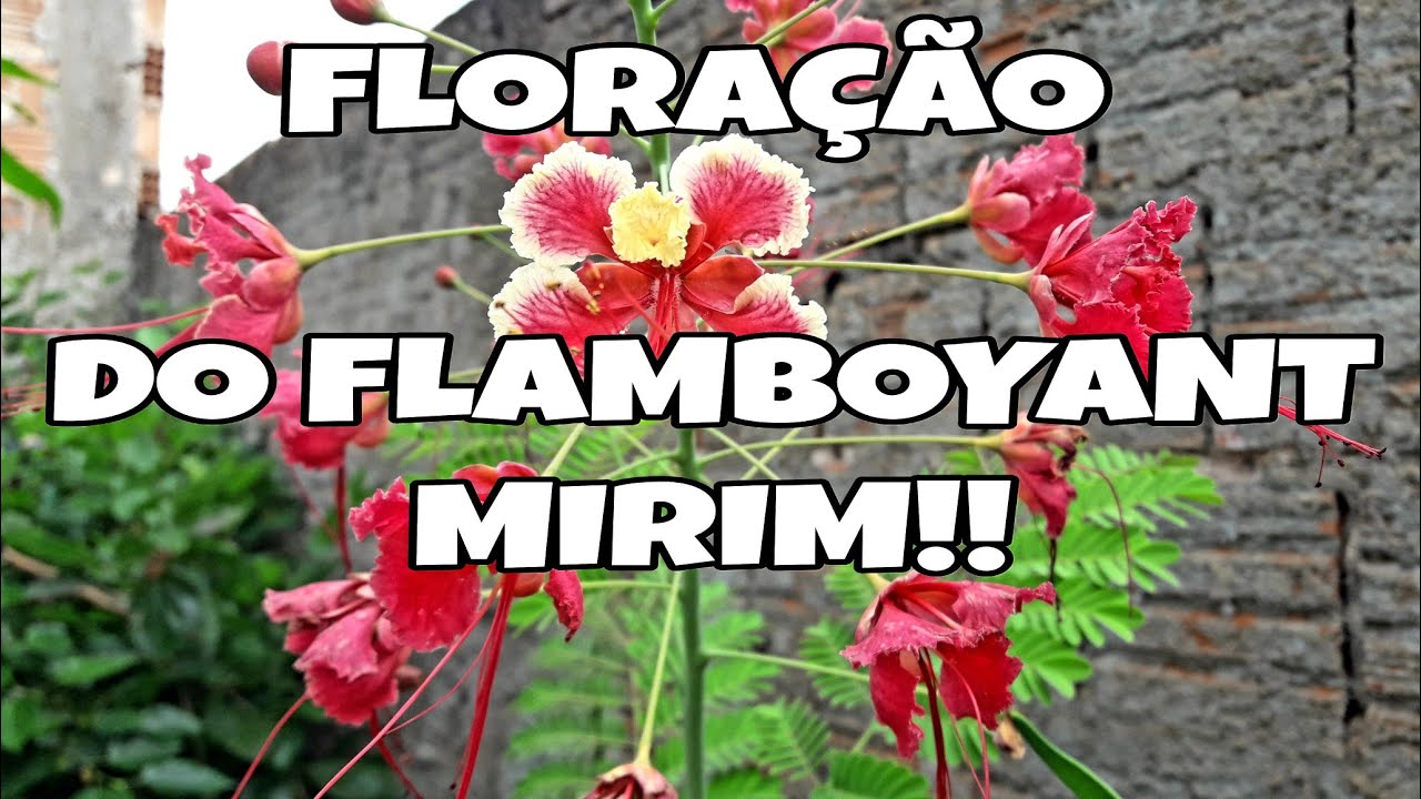 FLORAÇÃO DO FLAMBOYANT MIRIM EM VASO!!