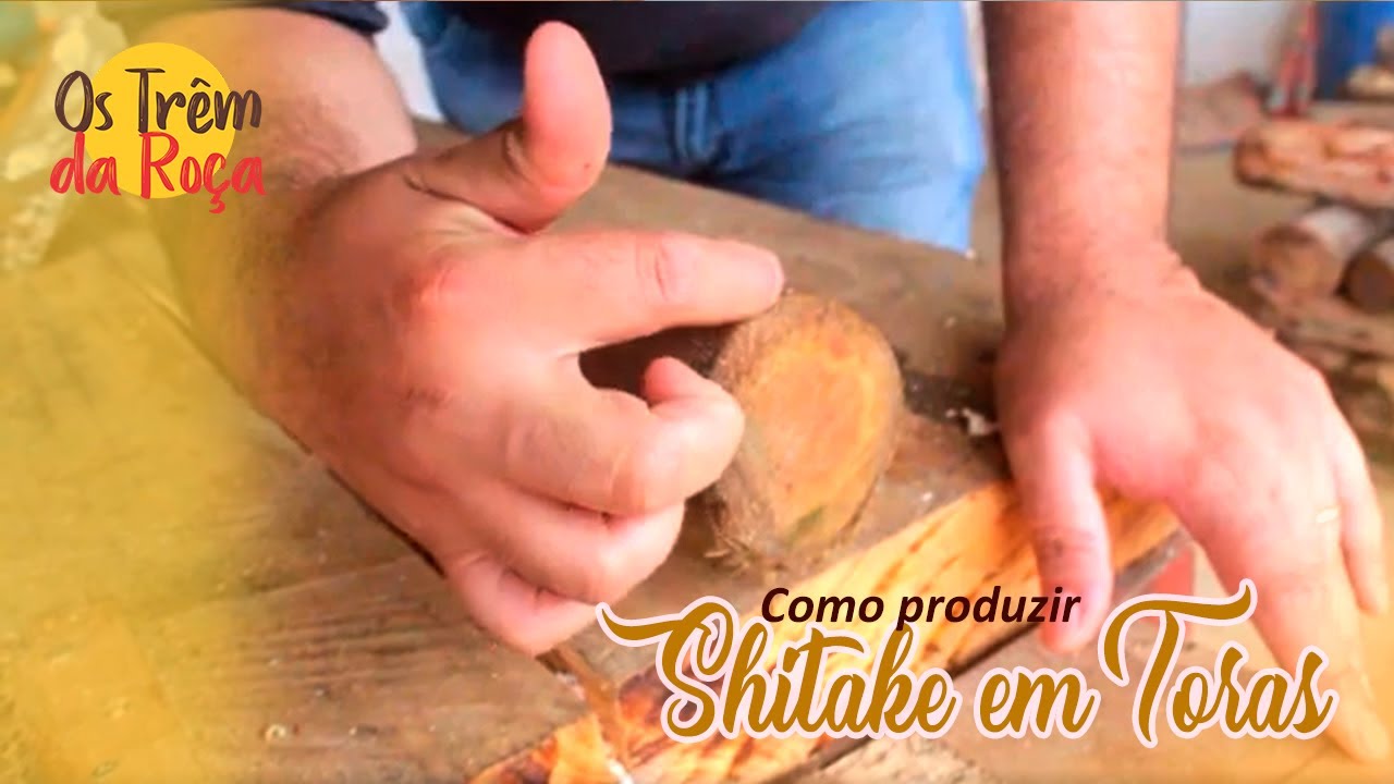 Como produzir Shitake em toras