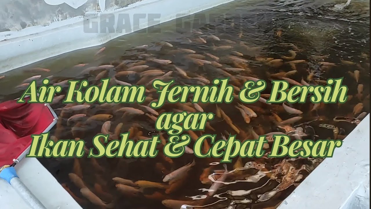 Tips Air Kolam Ikan Selalu Bersih dan Jernih || Ikan Nila Cepat Besar dengan Sistem RAS
