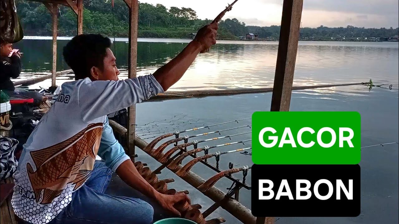 mancing Cirata BANYAK Sambaran