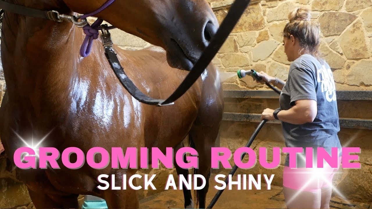 HOW I KEEP MY HORSES LOOKING SHOW READY!!
