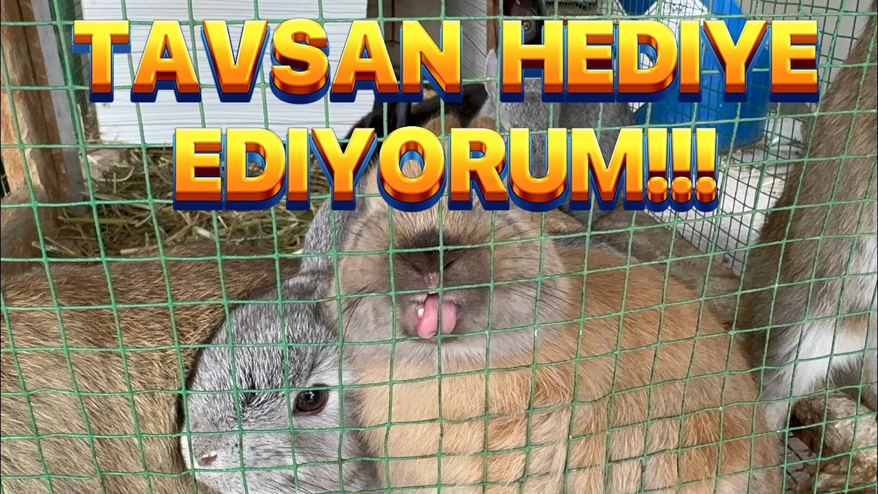 CÜCE TAVŞAN HEDİYE EDİYORUM -videoyu tamamen izle # tavşan